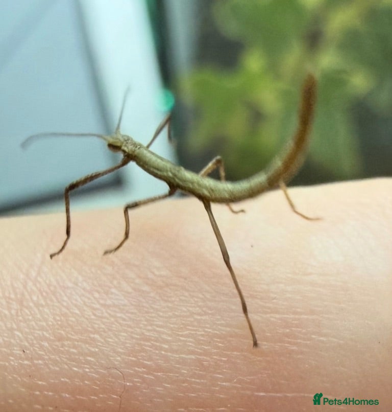 Stick Insects invertebrates Indian stick insects - Advert 1