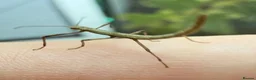 Stick Insects invertebrates for sale: Indian stick insects in Rayleigh - Advert 1