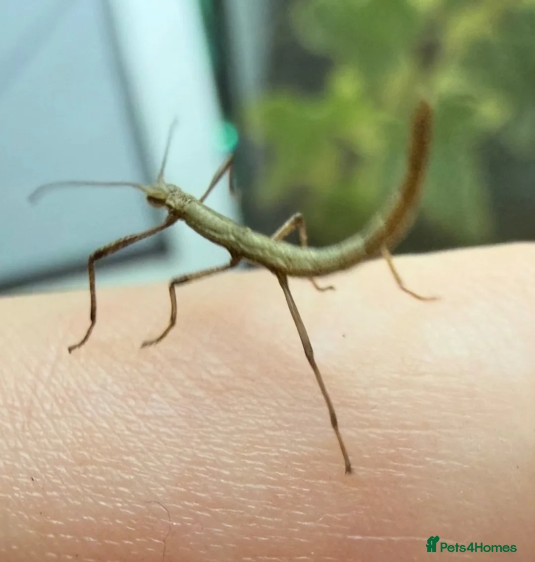 Stick Insects invertebrates for sale: Indian stick insects in Rayleigh - Advert 1