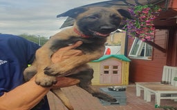 Belgian Shepherd Dog dogs for sale: Belgian Malinois.1girl and 1 boy left.Reduced £ in Peterborough - Image 2