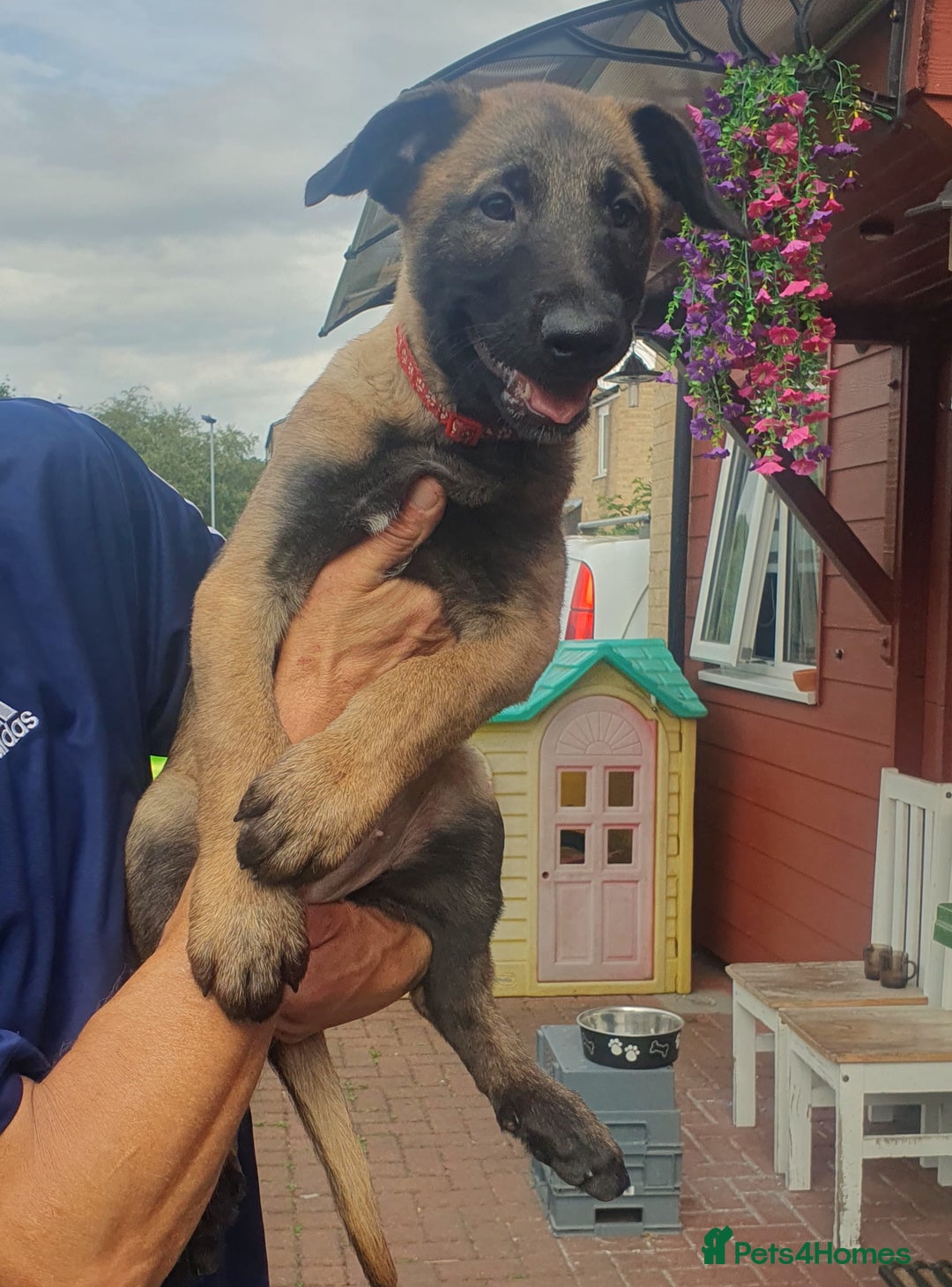 Belgian Shepherd Dog dogs for sale: Belgian Malinois.1girl and 1 boy left.Reduced £ in Peterborough - Image 2
