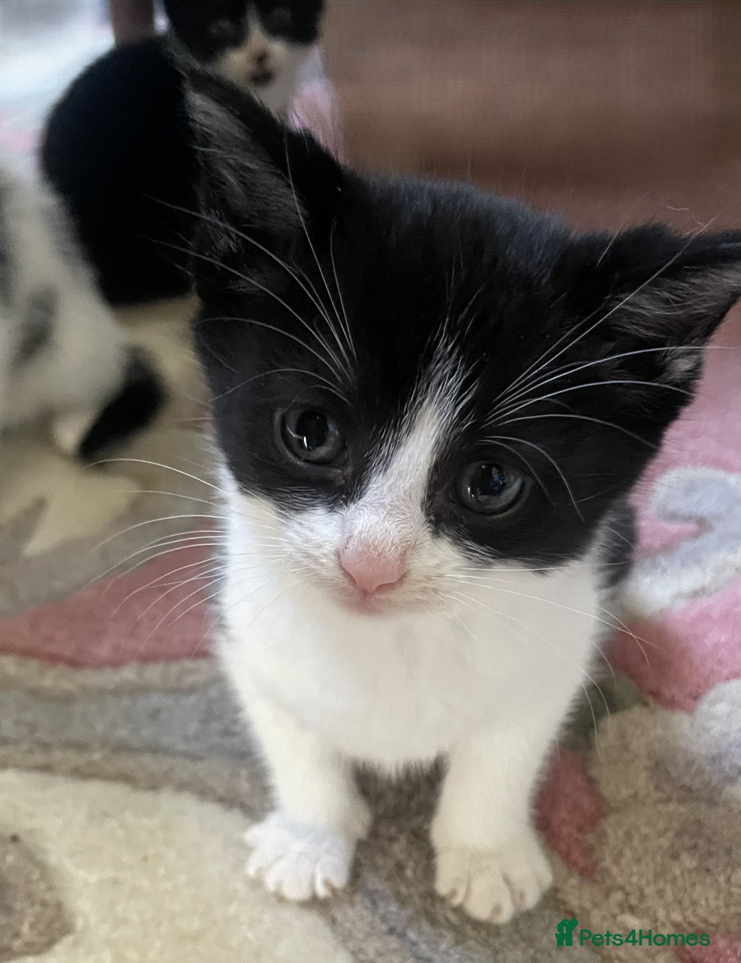 Mixed Breed cats for sale: 4 Sweet tempered kittens looking for loving homes - Image 5