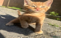 Mixed Breed cats for sale: Gorgeous kittens  - Image 5