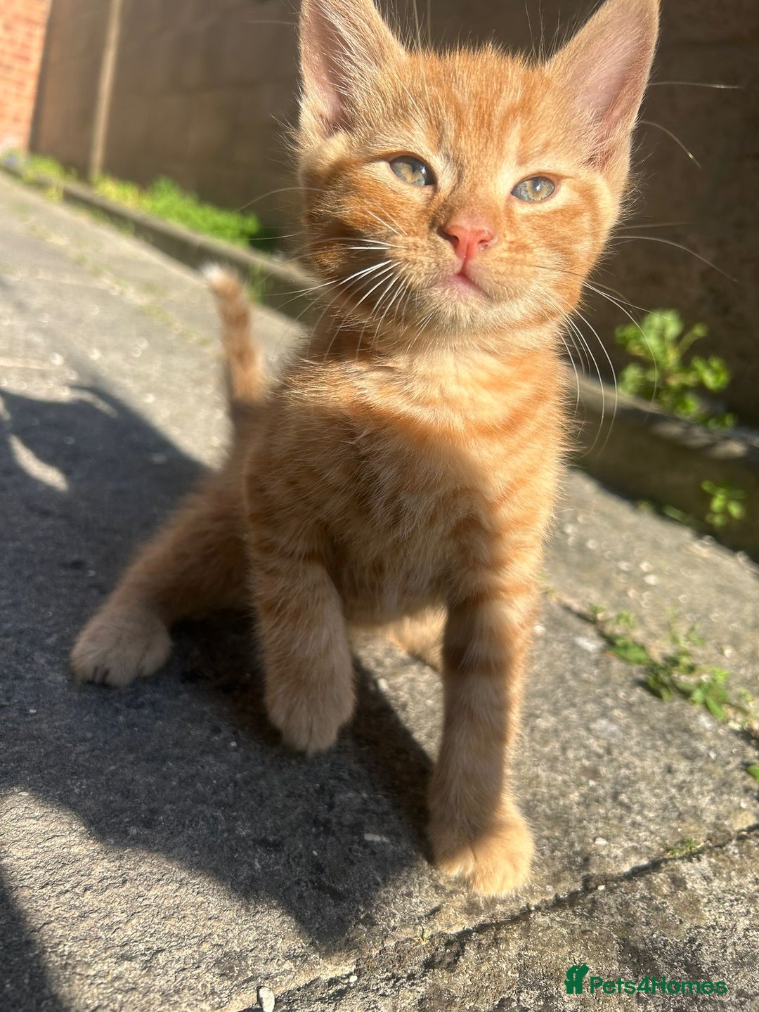 Mixed Breed cats for sale: Gorgeous kittens  - Image 5