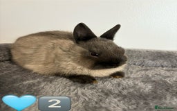Netherland Dwarf rabbits for sale: * READY NOW x 3 x NETHERLAND DWARF BUNNIES 🐰 🏡 * - Image 4