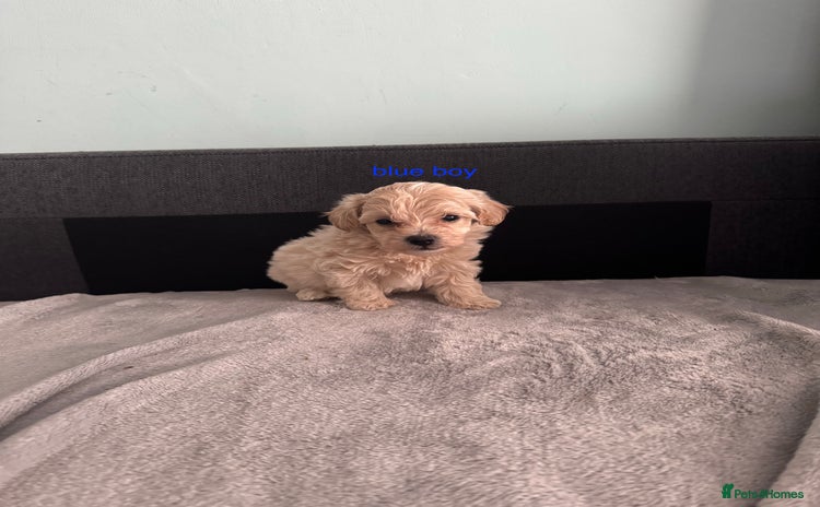 Maltipoo dogs - Advert 15