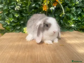 Mini Lop rabbits Mini lops ready now - Advert 6