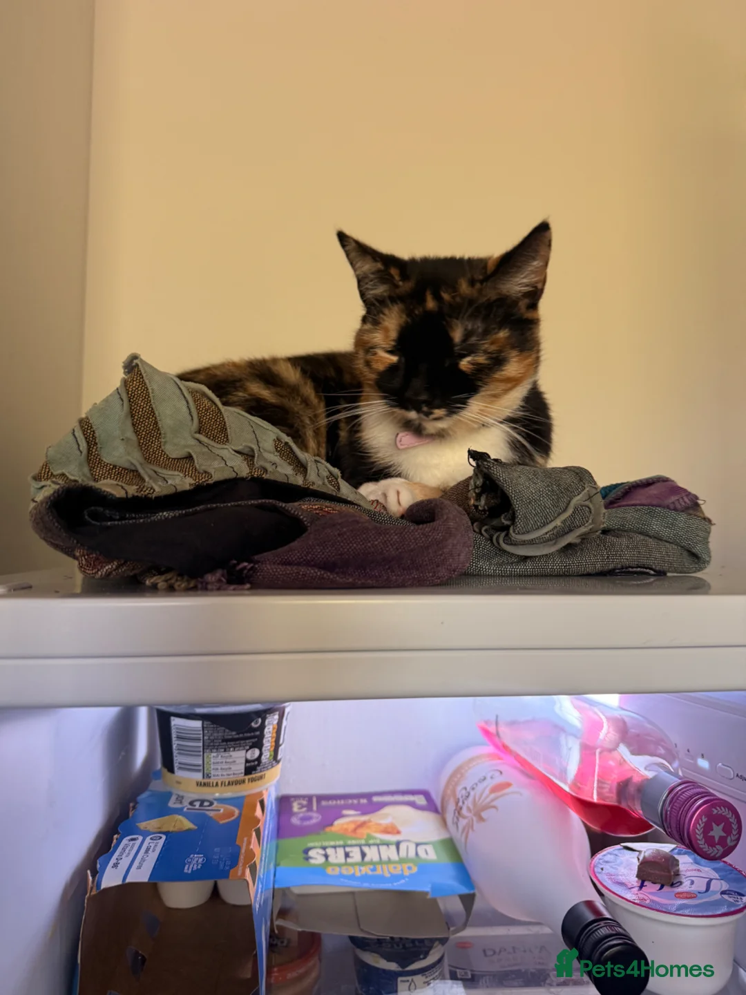 Mixed Breed cats for sale: Sir duke in Burton-on-Trent - Advert 2