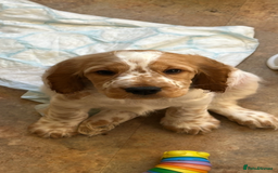 Cocker Spaniel dogs for sale: Show type cocker spaniel puppies - Image 2