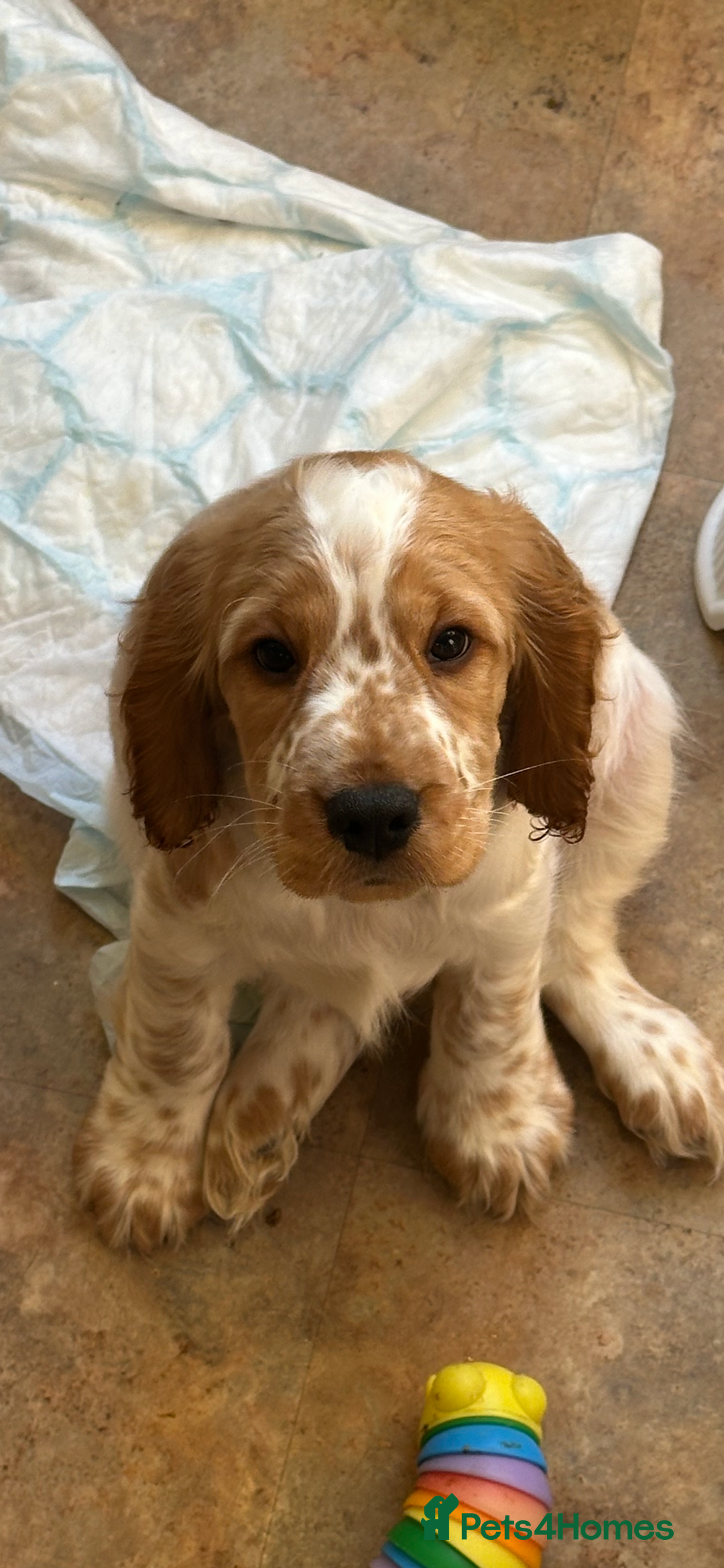 Cocker Spaniel dogs for sale: Show type cocker spaniel puppies - Image 2
