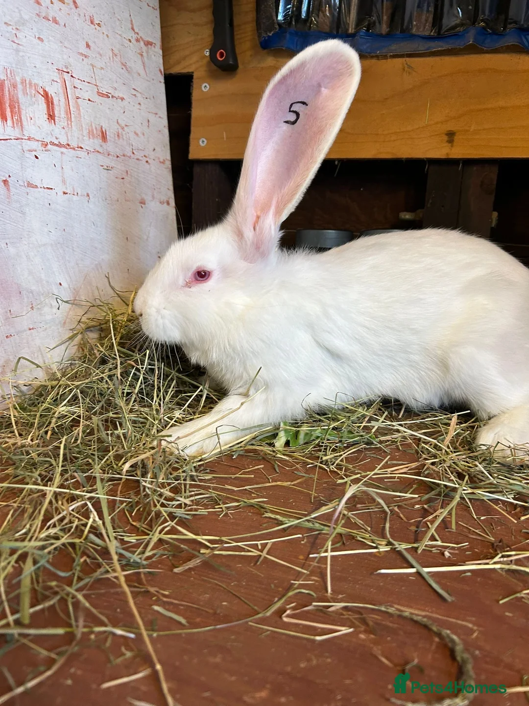 Mixed Breed rabbits for sale: Continental Giant baby bunnie in Wallingford - Advert 16