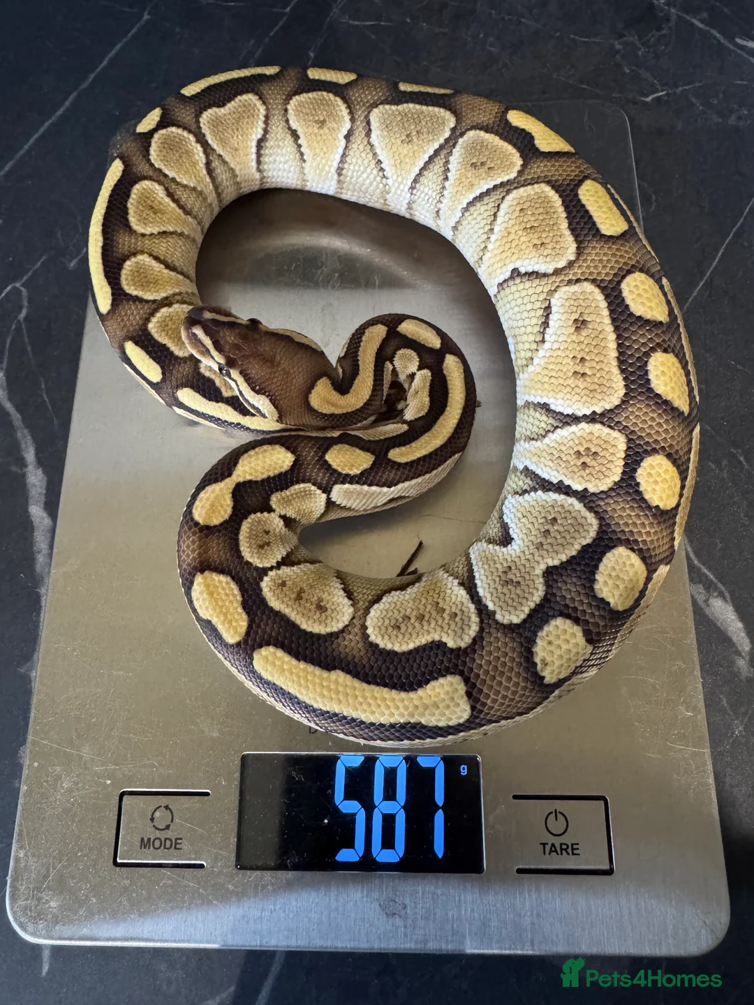 Python Snake reptiles for sale: Ball python hatchlings  - Advert 3
