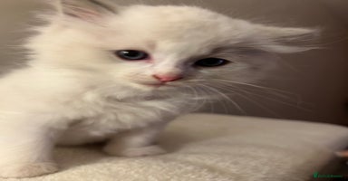 Ragdoll cats - Advert 14