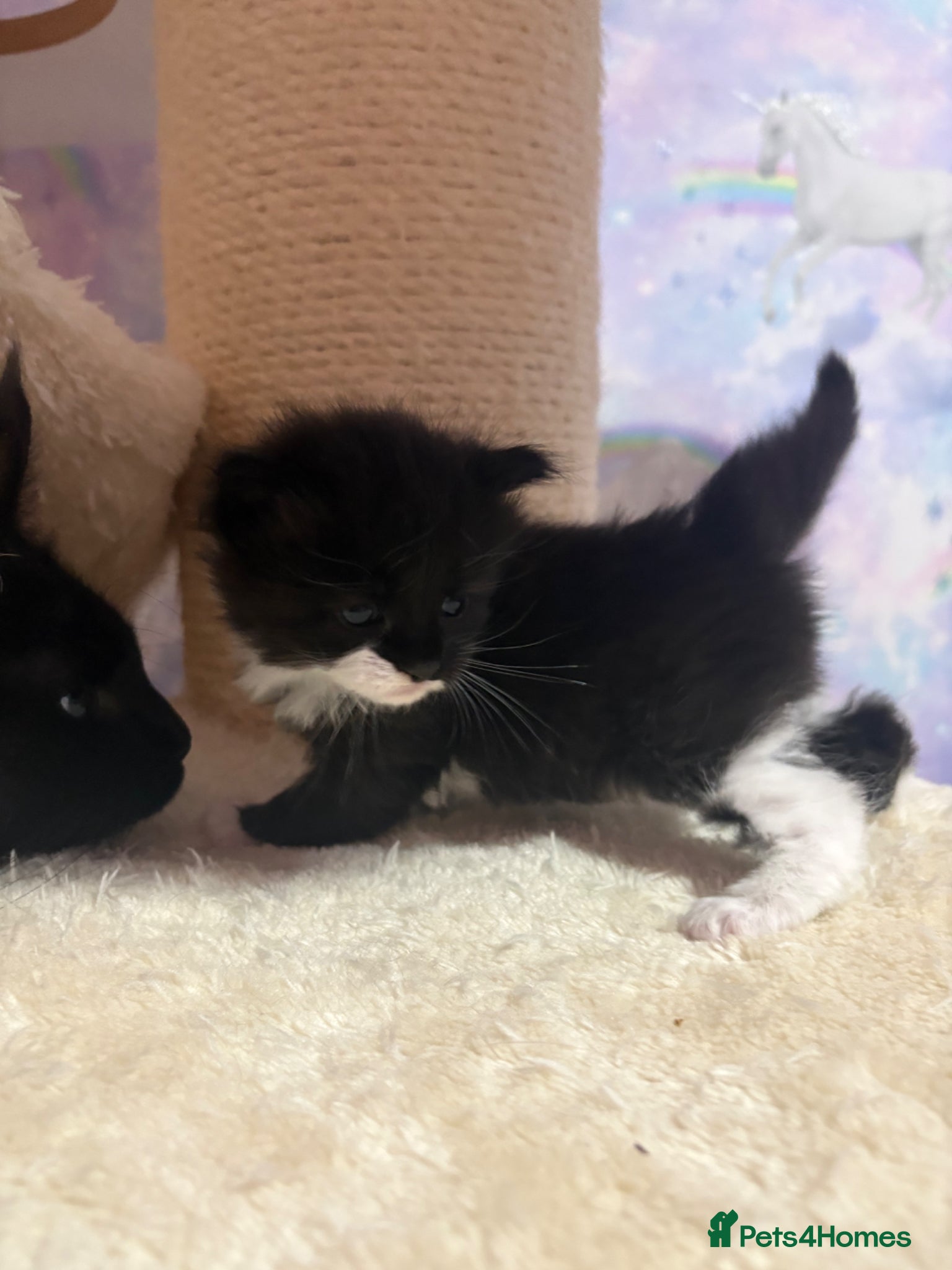 Ragcoon cats Beautiful Ragcoon Kittens for Sale - Advert 3
