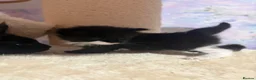 Ragcoon cats for sale: Beautiful Ragcoon Kittens for Sale - Advert 1