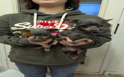 Russian Toy Terrier dogs for sale: Russian toy terrier cross Prague ratter - Image 2