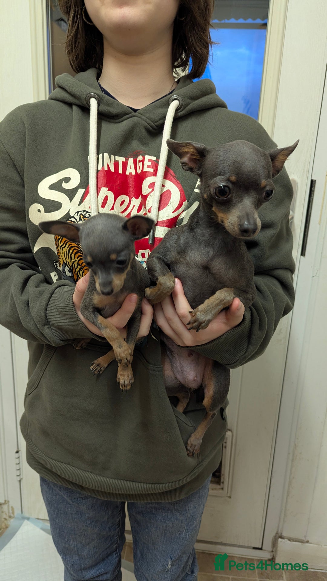 Russian Toy Terrier dogs for sale: Russian toy terrier cross Prague ratter - Image 2