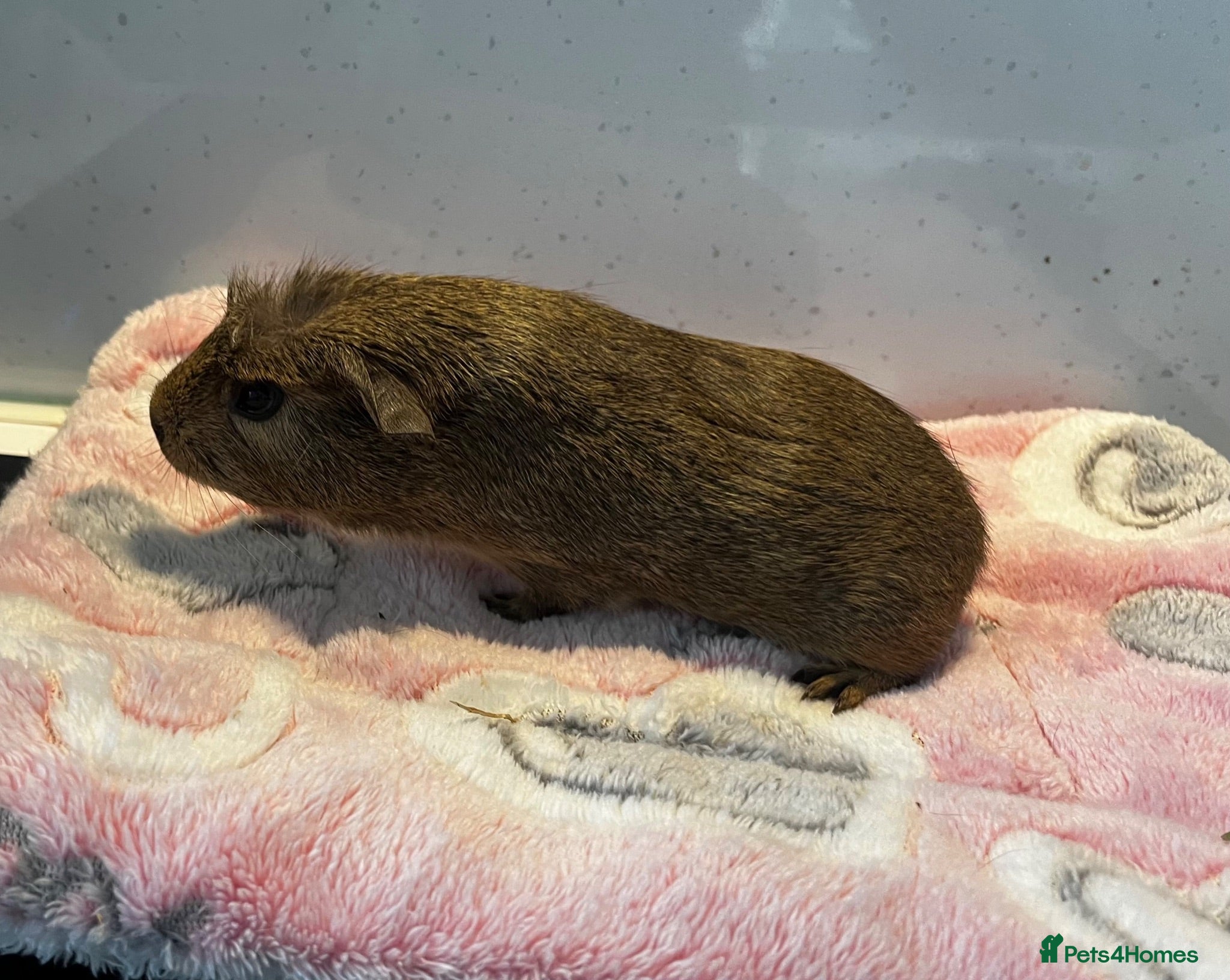 Guinea Pig rodents Handsome baby male guinea pig - Advert 5
