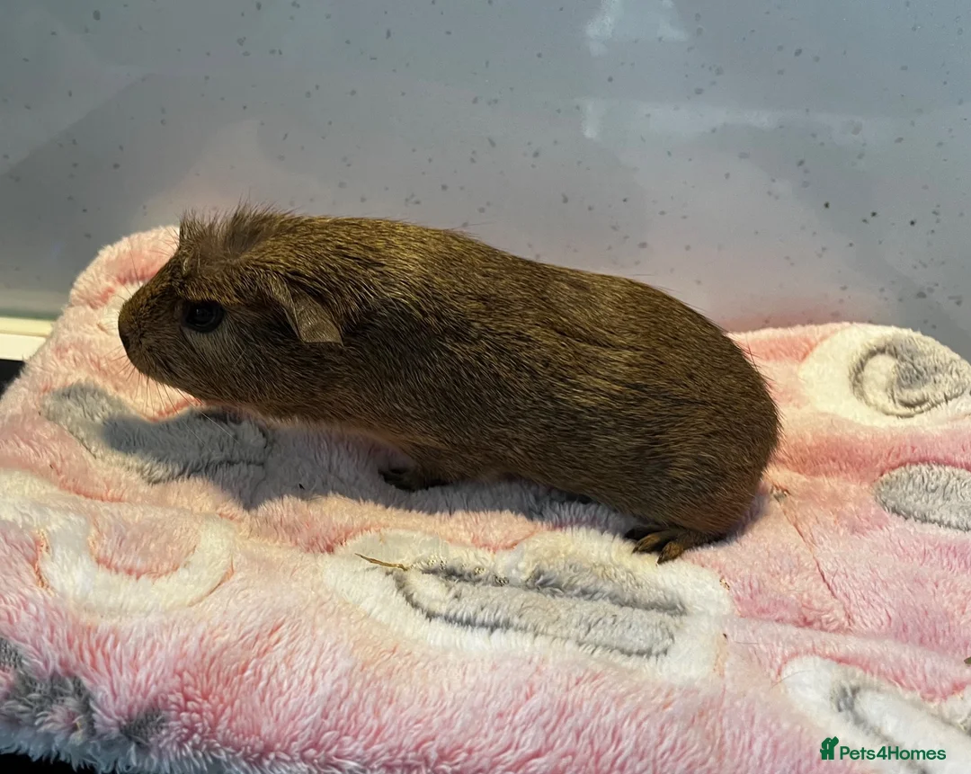 Guinea Pig rodents for sale: Handsome baby male guinea pig - Advert 1