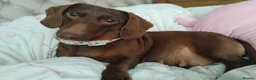 Dachshund dogs for sale: Puppies  - Advert 1