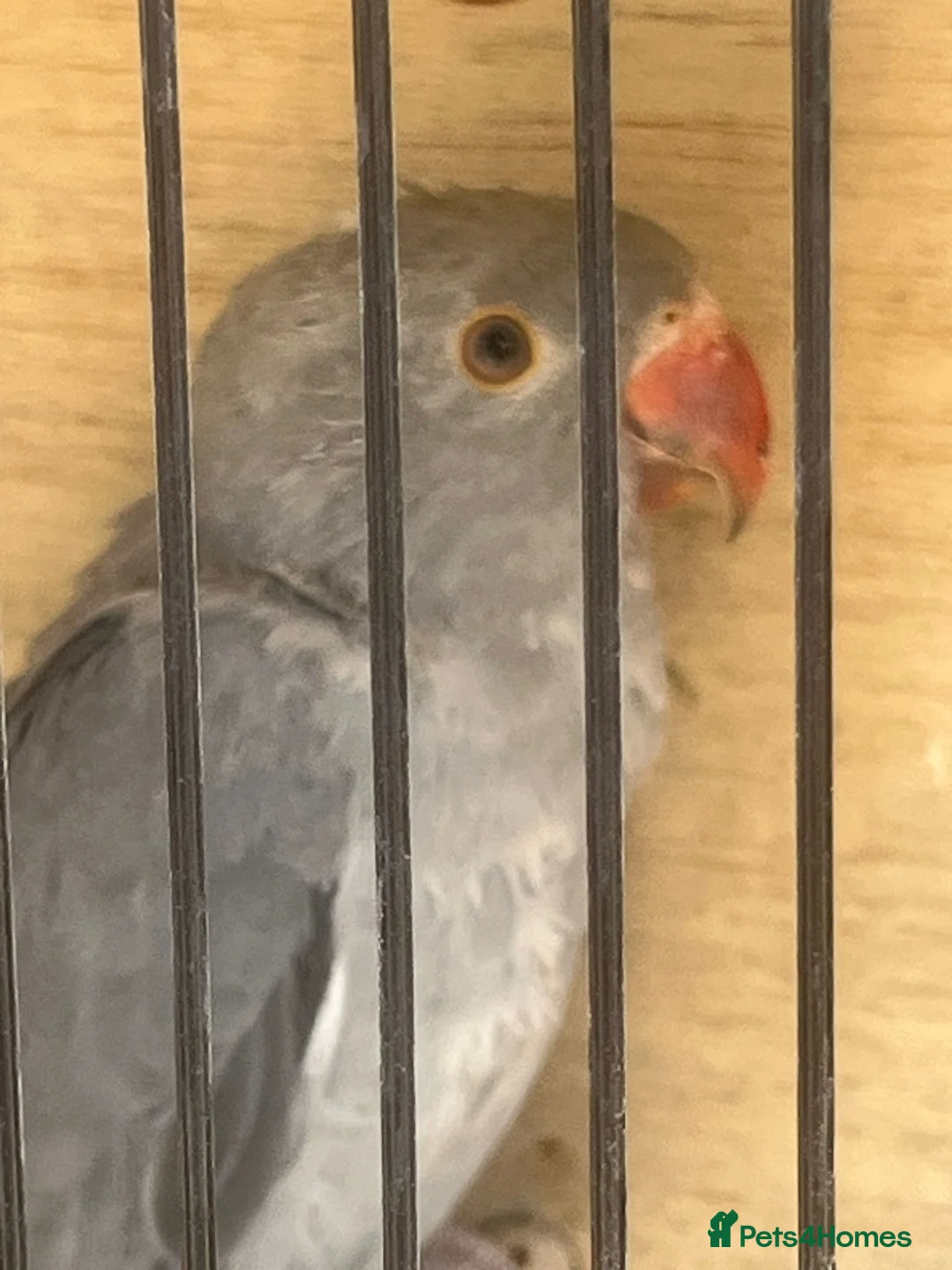 Ringnecks birds for sale: Grey ringneck in Ashton-under-Lyne - Advert 2