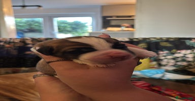 Saint Bernard dogs - Advert 11