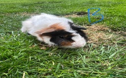 Guinea Pig rodents for sale: Female and male guinea pigs for sale  - Image 12
