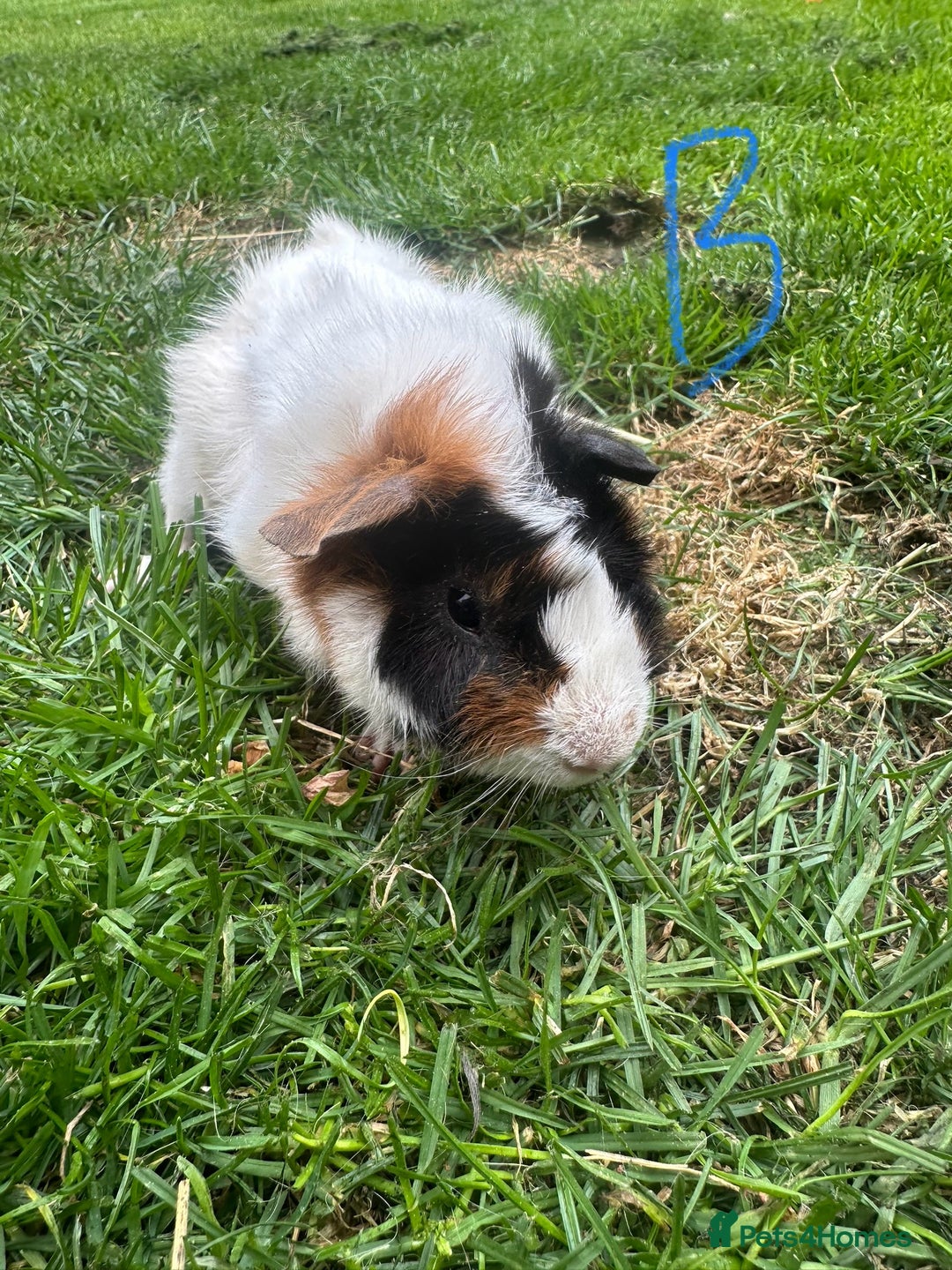 Guinea Pig rodents for sale: Female and male guinea pigs for sale  - Image 12