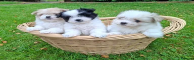 Maltipom 3