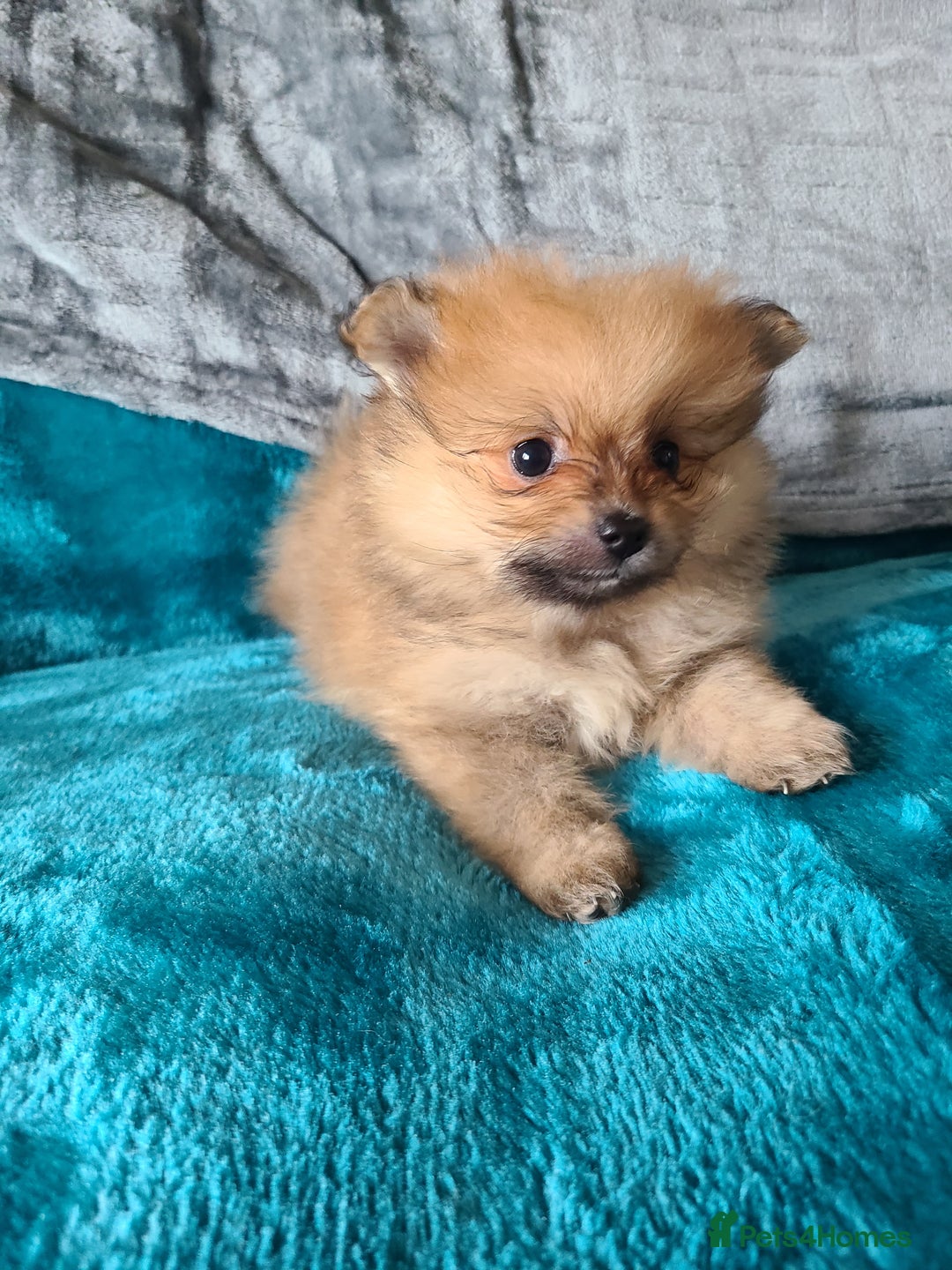 Pomeranian dogs for sale: Pomeranian puppies ready now 1 male left! - Advert 15