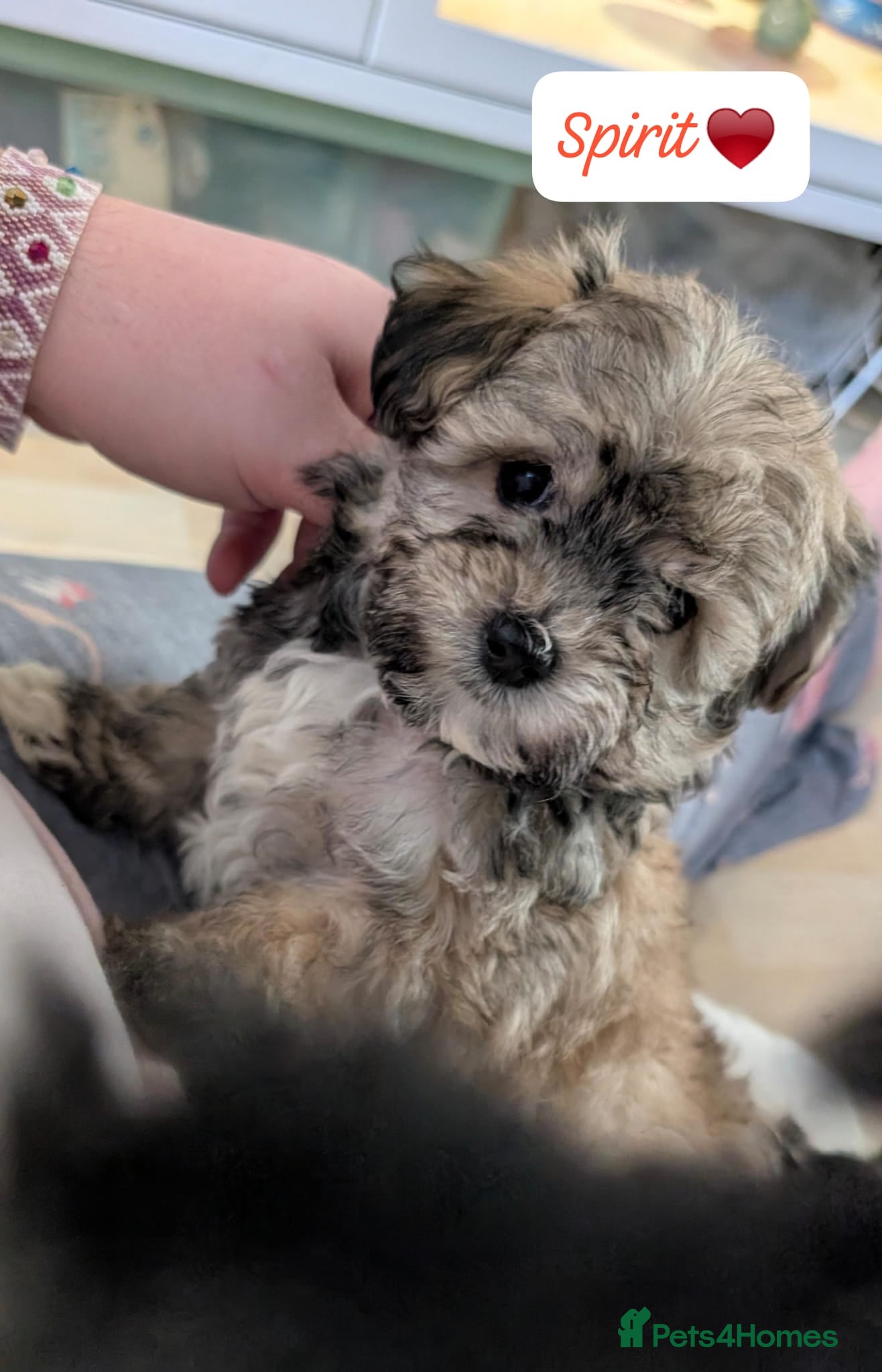 Chipoo dogs Chipoo Puppies only 2 left - Advert 7