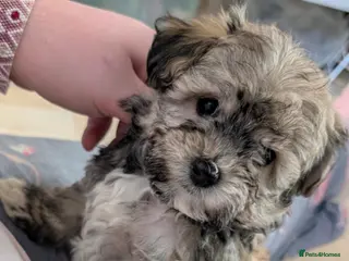 Chipoo dogs Chipoo Puppies only 2 left - Advert 2