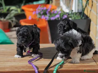 Mixed Breed dogs Adorable Pomchi mix with Coton de Tulear puppies - Advert 1