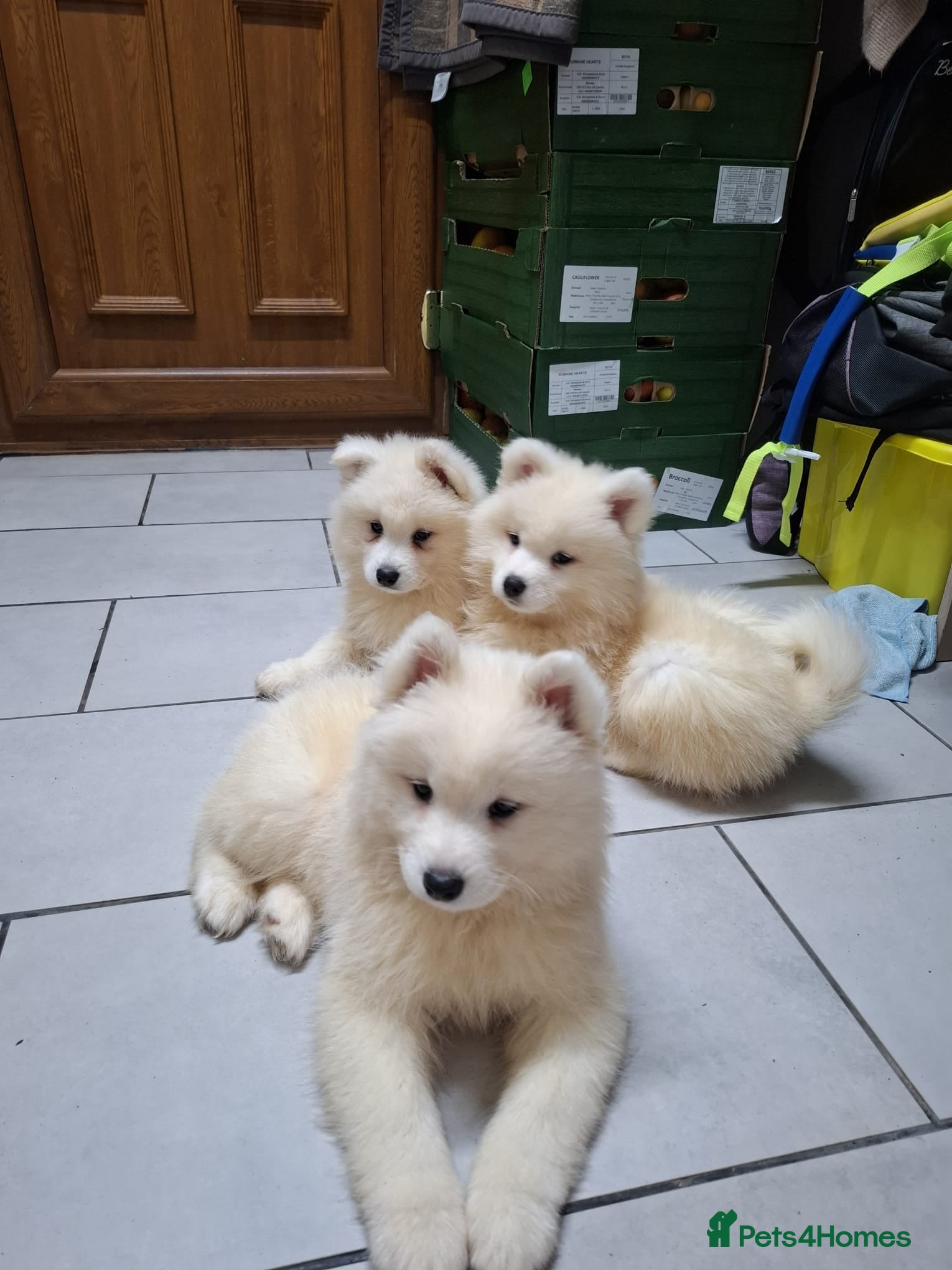 Samoyed dogs Beautiful Purebred Samoyed Puppies – Ready Now! - Advert 3