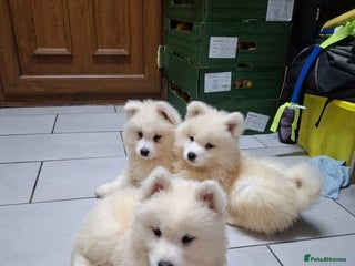 Samoyed dogs Beautiful Purebred Samoyed Puppies – Ready Now! - Advert 16