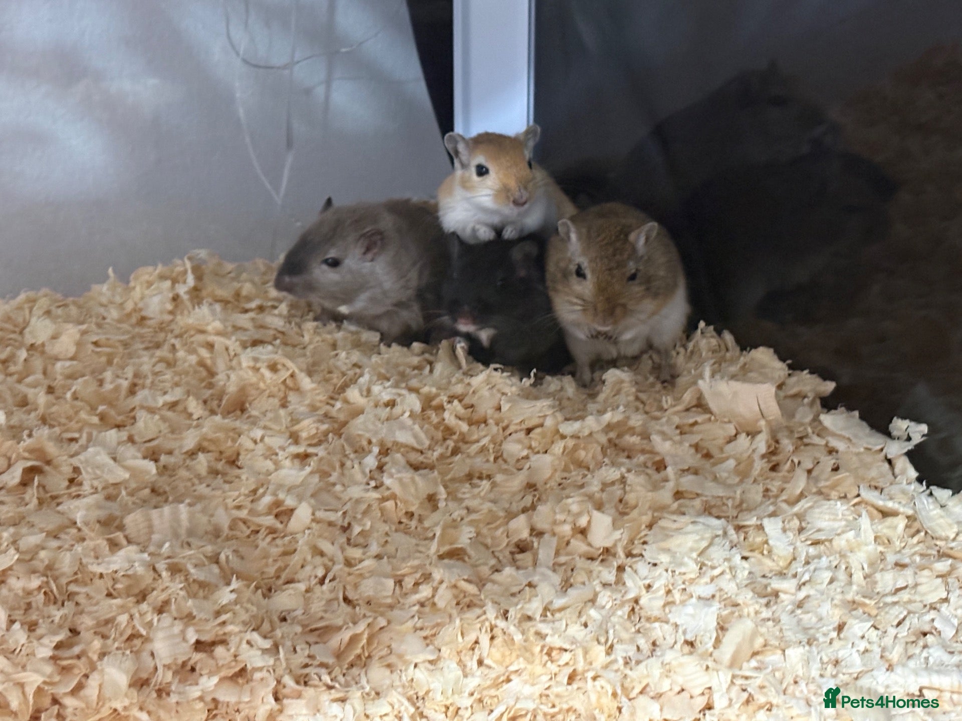 Gerbil rodents for sale: 4 male gerbils  - Advert 1