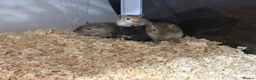 Gerbil rodents for sale: 4 male gerbils  in Tonbridge - Advert 1