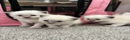 Ragdoll cats for sale: Pure blue point ragdolls  - Advert 23