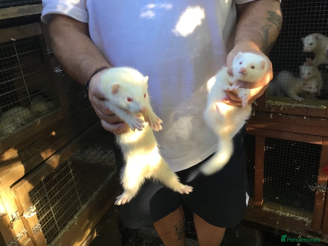 Ferret rodents for sale: Ferrets For Sale  - Image 4