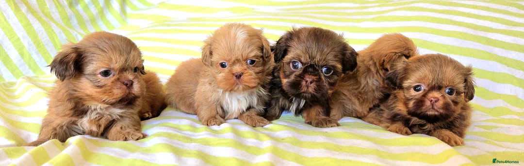 Shih Tzu dogs for sale: KC Registered Chocolate Imperial Shih Tzu Puppies - Advert 9