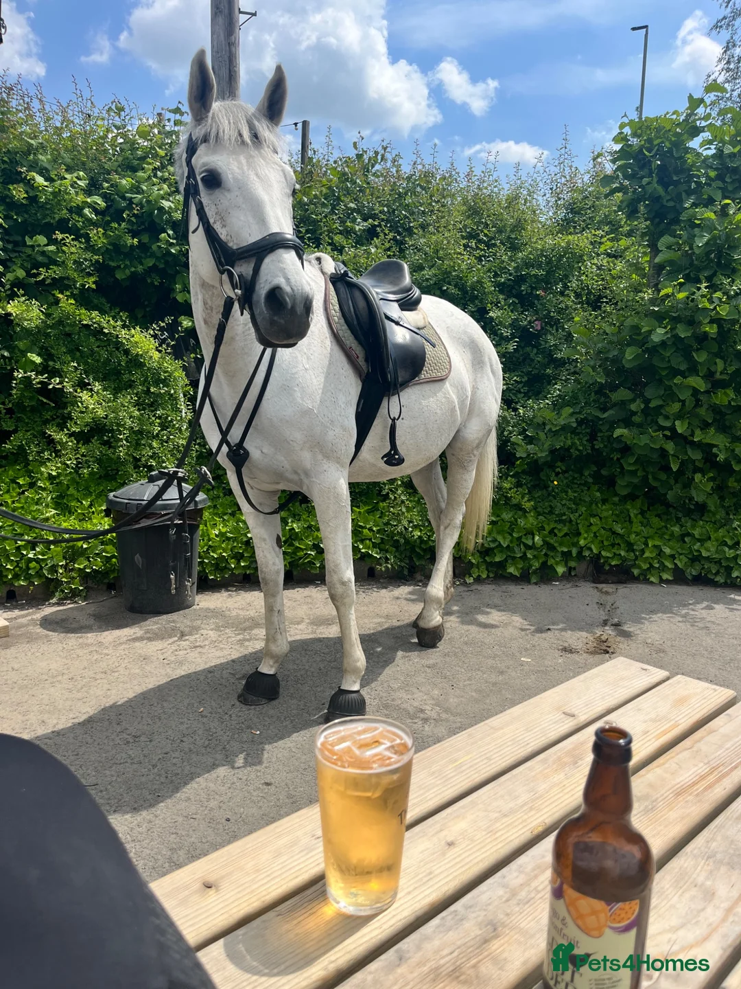 English Thoroughbred horses for sale: POPPY 16.1HH 8 YEAR OLD BOMBPROOF ALL ROUNDER - Advert 10