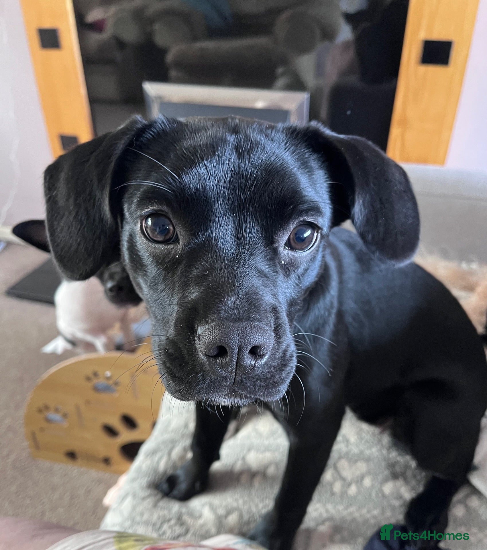 Mixed Breed dogs Beautiful Puppy Available  - Advert 9