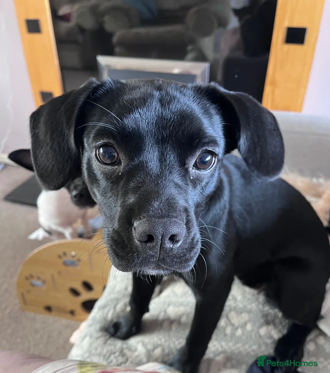 Mixed Breed dogs for sale: Beautiful Puppy Available  - Advert 1