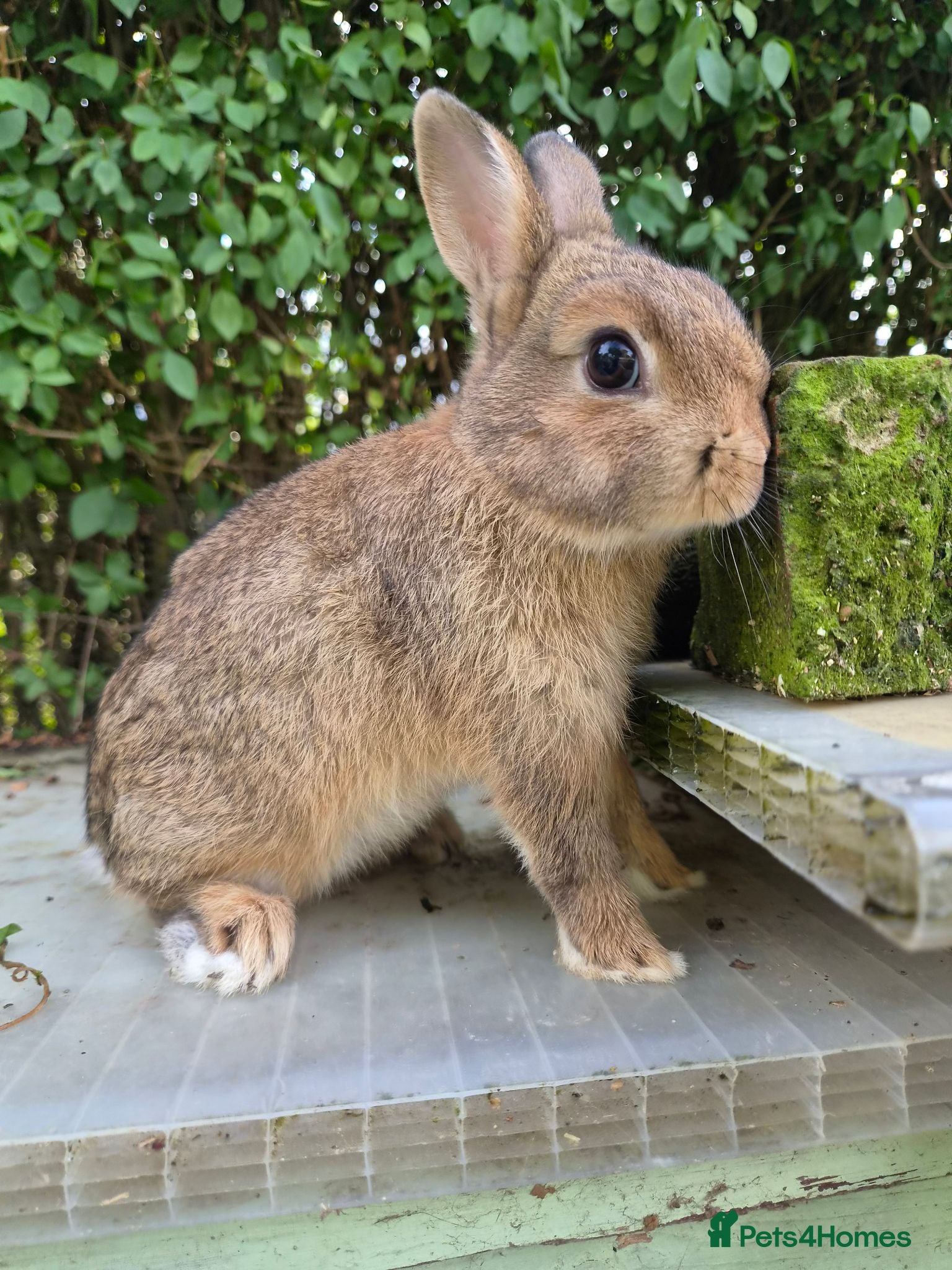 Netherland Dwarf rabbits 2 Young Netherland dwarf buck for sale £40 each  - Advert 13