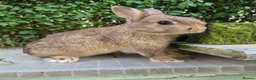 Netherland Dwarf rabbits for sale: 2 Young Netherland dwarf buck for sale £40 each  - Advert 1