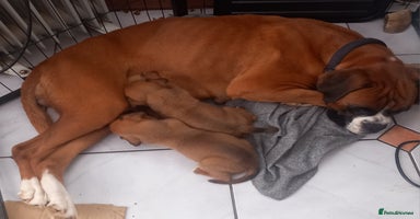 Boxer dogs - Advert 2