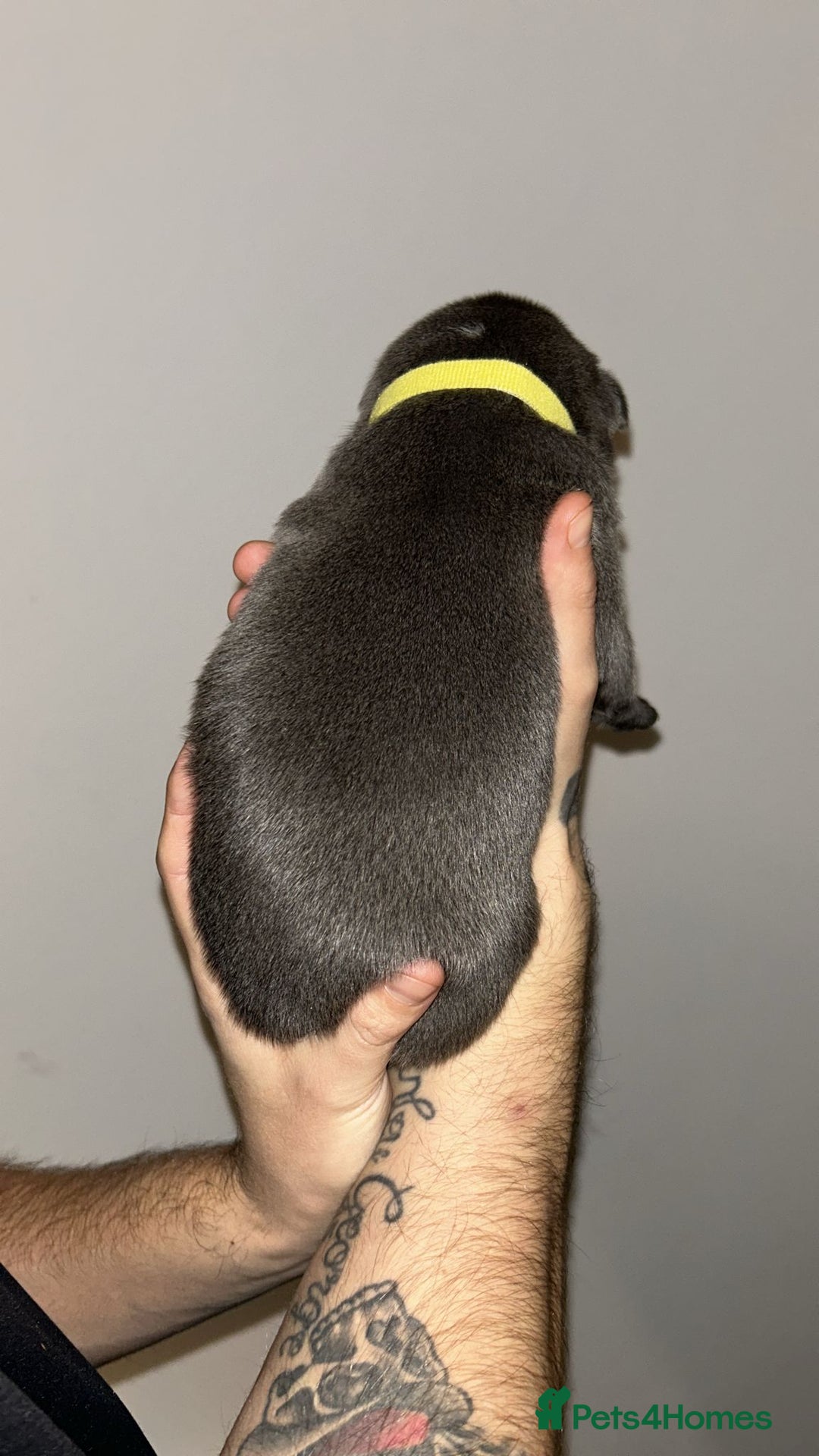 Staffordshire Bull Terrier dogs for sale: Blue staffie puppies   - Advert 12