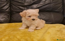 Maltipoo dogs for sale: Maltipoo puppies for sale - Image 16