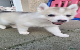 Siberian Husky dogs for sale: Best Quality Siberian Husky Puppies in Scotland - Image 18