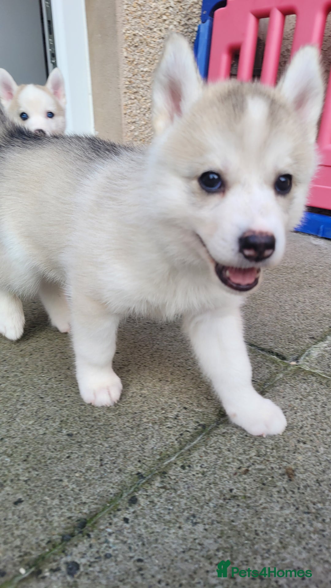 Siberian Husky dogs for sale: Best Quality Siberian Husky Puppies in Scotland - Image 18
